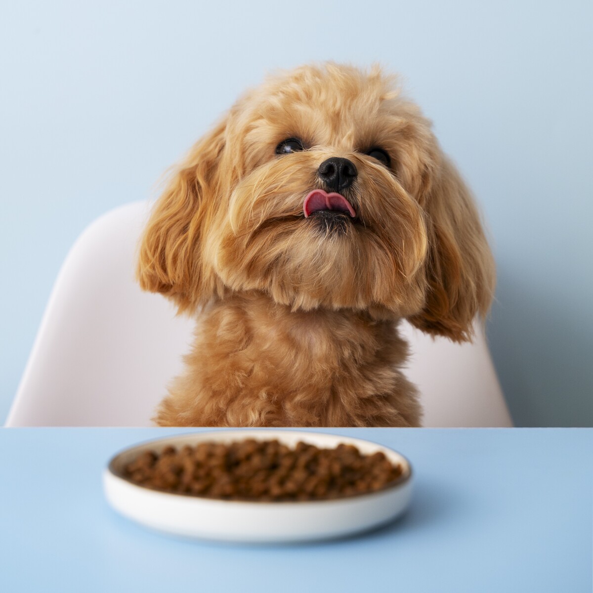 close up adorable pet eating